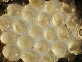 Leopard slug eggs, timelapse