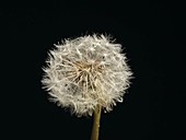 Dandelion seedhead blowing, timelapse