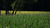 Clouded sulphur butterflies feeding