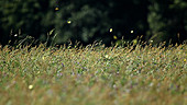 Clouded sulphur butterflies feeding