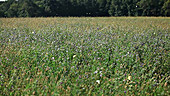 Clouded sulphur butterflies feeding