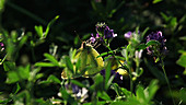 Clouded sulphur butterflies feeding