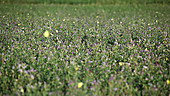 Clouded sulphur butterflies feeding