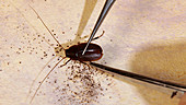 Cockroach sprays chemical