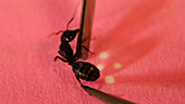 Carpenter ants sprays chemical