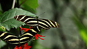 Zebra longwing butterflies feeding