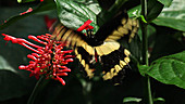 King swallowtail butterfly feeding