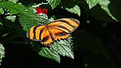 Banded orange butterfly