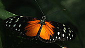 tiger longwing butterfly