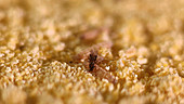 Braconid wasp parasitizing larva