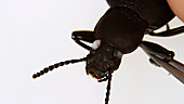 Mealworm beetle secretes chemical