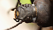 Mealworm beetle secretes chemical