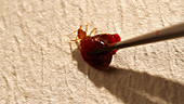 Bedbug being squeezed