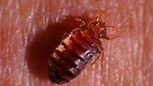 Bedbug dorsal view