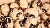 Cowpea weevil infestation