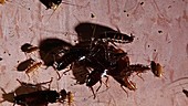 Oriental cockroach feeding