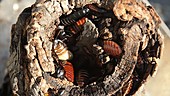 Madagascar hissing roaches nesting