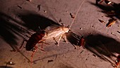 American cockroach instar