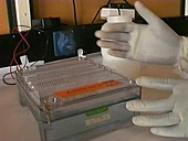 DNA extraction at a biolab, East Africa