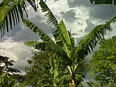Unhealthy banana tree near Mt Kilimanjaro