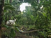 Goats kept on a shamba on Mt Kilimanjaro