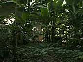 Crops of a shamba on Mt Kilimanjaro