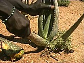 Aloe turkanensis plant, Kenya
