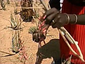 Harvesting Aloe turkanensis seeds, Kenya