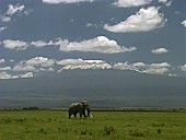 Elephant, Mt Kilimanjaro