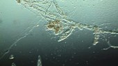 Swirls of bacteria swirling about