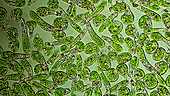 Euglena protozoa in pond water