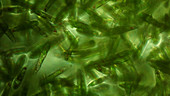 Euglena swimming in pond water