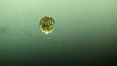 Didinium nasutum swimming