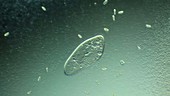 Paramecium swimming in pond water