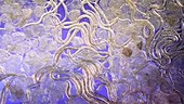 Panagrellus nematodes