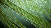 Spirogyra floating in pond water