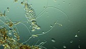 Rotifers feeding in pond water