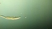 Rotifers swimming in pond water