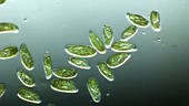 Paramecium bursaria swimming in pond water