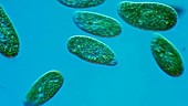 Paramecium bursaria swimming in pond water