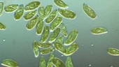 Paramecium bursaria swimming in pond water