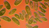 Paramecium bursaria swimming in pond water