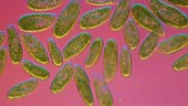 Paramecium bursaria swimming in pond water