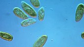 Paramecium bursaria swimming in pond water