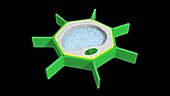 Plasmolysis and turgor in a plant cell