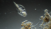 Rotifer in wastewater