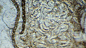 Protozoa in termite gut