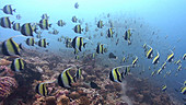 Moorish idol spawning school