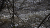 River Teifi in flood