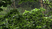 Heavy rain in woodland, high-speed